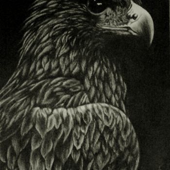 Drawing titled "eagle" by Hakan Gurell, Original Artwork, Charcoal