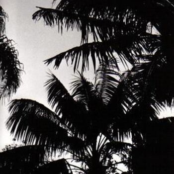 Fotografie mit dem Titel "BOTANICAL PALMS - S…" von David Vincent Hammer, Original-Kunstwerk