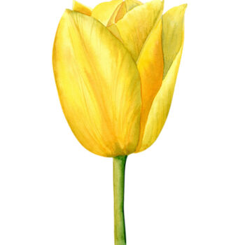 Painting titled "Yellow Tulip Flower" by Hanna Kopylova, Original Artwork, Watercolor