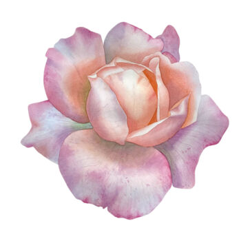 Painting titled "Rose flower" by Hanna Kopylova, Original Artwork, Watercolor