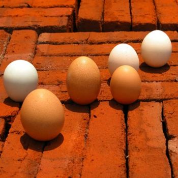 Photographie intitulée "eggs5.jpg" par Hansjorg Stubler, Œuvre d'art originale
