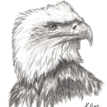 Drawing titled "Eagle" by Hayley Nunn, Original Artwork, Charcoal