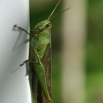 Photography titled "Grasshopper" by Heart Art Rebecca, Original Artwork