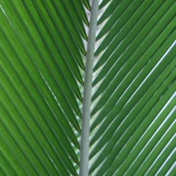 Photography titled "Palm tree leave" by Heart Art Rebecca, Original Artwork