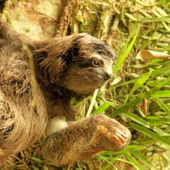 Photography titled "A baby sloth" by Heart Art Rebecca, Original Artwork