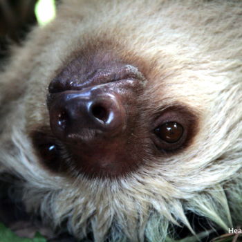 Photography titled "Sloth" by Heart Art Rebecca, Original Artwork