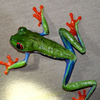 Photography titled "Colorful frog" by Heart Art Rebecca, Original Artwork