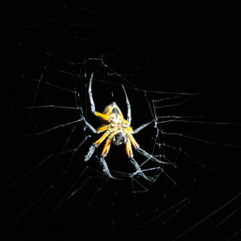 Photography titled "Spider in the night" by Heart Art Rebecca, Original Artwork