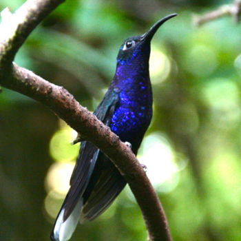 Fotografía titulada "Blue Colibri" por Heart Art Rebecca, Obra de arte original