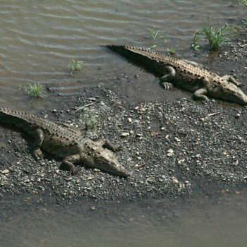 Photographie intitulée "Twin Crocodile" par Heart Art Rebecca, Œuvre d'art originale