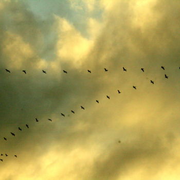 Φωτογραφία με τίτλο "Birds in the Sky Dr…" από Heart Art Rebecca, Αυθεντικά έργα τέχνης