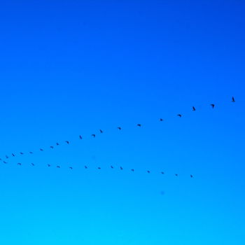 Photographie intitulée "Birds in the Sky Pu…" par Heart Art Rebecca, Œuvre d'art originale