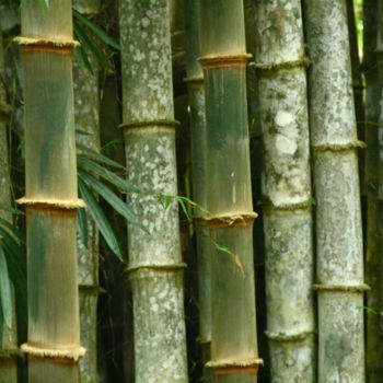 Fotografie getiteld "Bamboo wood at Uvita" door Heart Art Rebecca, Origineel Kunstwerk
