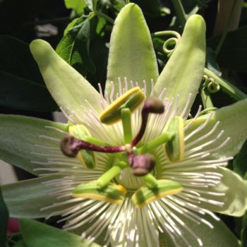 Photography titled "Passion flower" by Heart Art Rebecca, Original Artwork