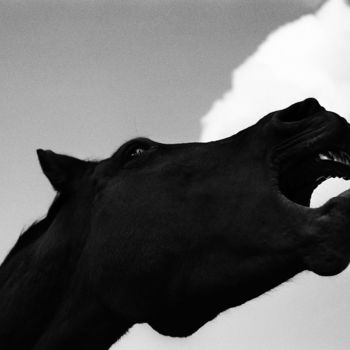 Photographie intitulée "Screaming Horse II" par Heinz Baade, Œuvre d'art originale