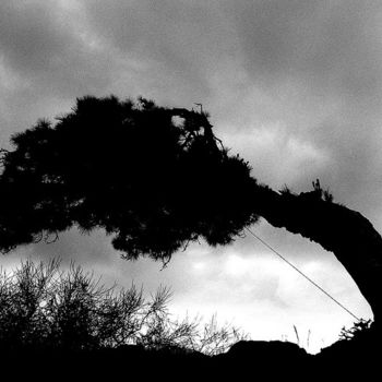 Photographie intitulée ""The Tree" - Spain,…" par Heinz Baade, Œuvre d'art originale