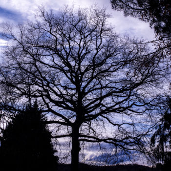 Fotografie mit dem Titel "Arbre de vie" von Hélèna.T, Original-Kunstwerk