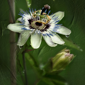 Arts numériques intitulée "Passiflora" par Helena Vintergreen, Œuvre d'art originale, Peinture numérique