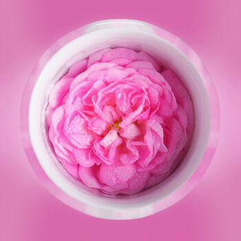 Digitale Kunst mit dem Titel "Pink petals 🌸" von Rainbow, Original-Kunstwerk, Fotomontage