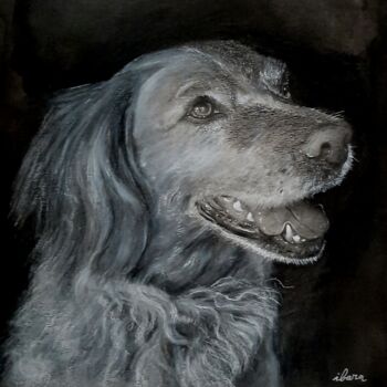 Drawing titled "Portrait de Balto" by Henri Ibara, Original Artwork, Pencil