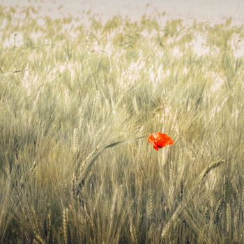 Photography titled "Le coquelicot" by Henri Odabas, Original Artwork, Digital Photography