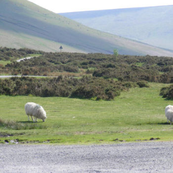 Fotografia zatytułowany „Sheep on Hay Bluff” autorstwa Henrietta, Oryginalna praca