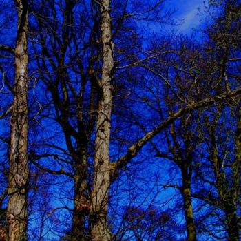 Photography titled "Trees Tops Against…" by Henrietta, Original Artwork
