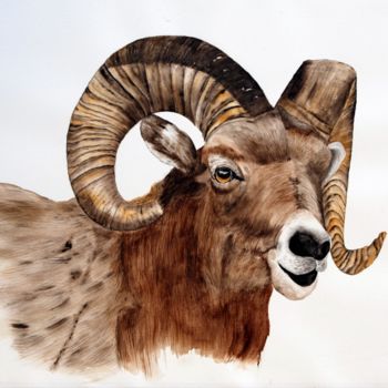 Painting titled "Mouflon" by Henriette André, Original Artwork