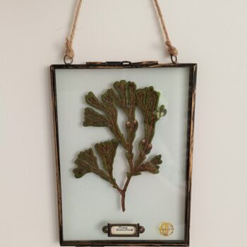 Textile Art titled "Fucus Vésiculasus" by Heollene, Original Artwork, Embroidery Mounted on Glass