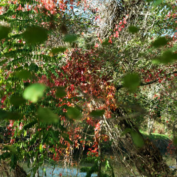 Fotografia zatytułowany „Palette du peintre” autorstwa Herve Bussy (Diaph), Oryginalna praca, Fotografia cyfrowa