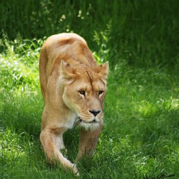 Fotografia intitulada "LIONNE CERZA DE LIS…" por Herve Morvan, Obras de arte originais, Fotografia digital