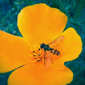 Fotografia zatytułowany „Blue Dream” autorstwa Himé Neicha, Oryginalna praca, Fotografia cyfrowa