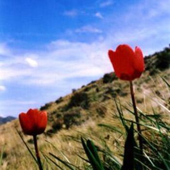 Fotografie mit dem Titel "Redflowers #1" von Hinsel Scott, Original-Kunstwerk