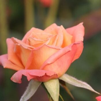 Photographie intitulée "Peachy Pink Rose" par Hirata Digital, Œuvre d'art originale