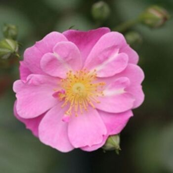 Photographie intitulée "Light Pink Rose in…" par Hirata Digital, Œuvre d'art originale