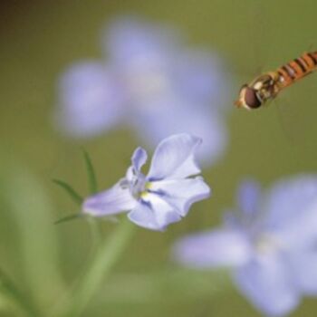 Photographie intitulée "Bee Preparing to La…" par Hirata Digital, Œuvre d'art originale