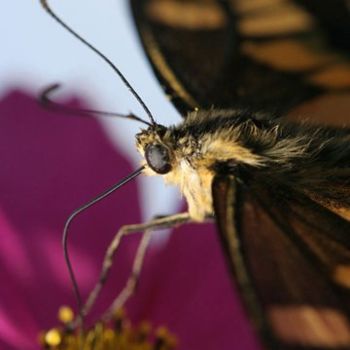 Photographie intitulée "Close-Up of Butterf…" par Hirata Digital, Œuvre d'art originale