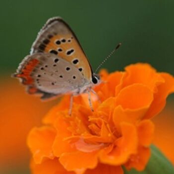 Photographie intitulée "Soft Focus Butterfl…" par Hirata Digital, Œuvre d'art originale