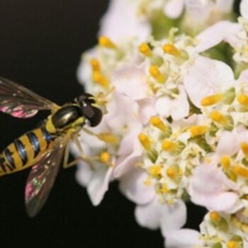 Photography titled "Bee on Big White Fl…" by Hirata Digital, Original Artwork