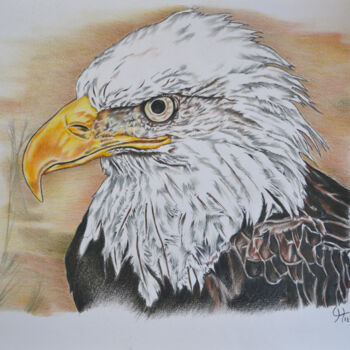 Zeichnungen mit dem Titel "bald eagle" von Hiten Mistry, Original-Kunstwerk, Bleistift