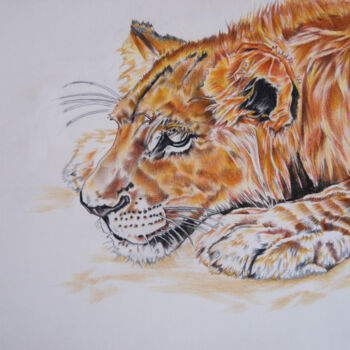 Disegno intitolato "watchful lion" da Hiten Mistry, Opera d'arte originale, Matita