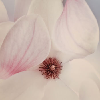 Photographie intitulée "Magnolia" par Hrnjak Maja, Œuvre d'art originale, Photographie numérique