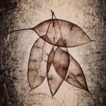 Φωτογραφία με τίτλο "Leaves 3" από Hrnjak Maja, Αυθεντικά έργα τέχνης, Ψηφιακή φωτογραφία
