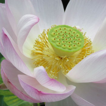 Фотография под названием "lotus 2" - Phrevt H, Подлинное произведение искусства, Не манипулируемая фотография