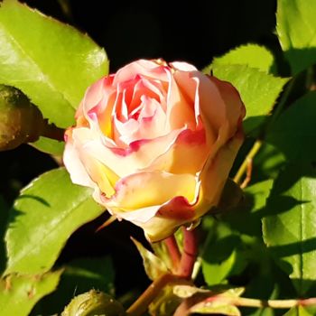 Fotografía titulada "Bouton de rose" por Phrevt H, Obra de arte original, Fotografía no manipulada