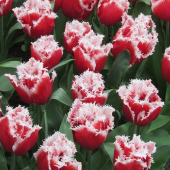 Фотография под названием "tulipes frisées" - Phrevt H, Подлинное произведение искусства, Не манипулируемая фотография