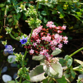 Photographie intitulée "rose et bleu" par Phrevt H, Œuvre d'art originale, Photographie non manipulée