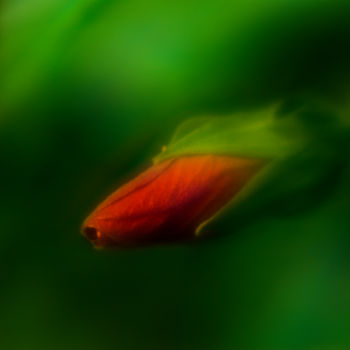 "Hibiscus Bud" başlıklı Fotoğraf Travis Burgess tarafından, Orijinal sanat