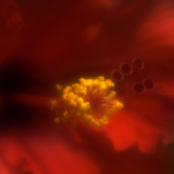 Photographie intitulée "Red Hibiscus" par Travis Burgess, Œuvre d'art originale, Photographie numérique