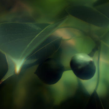 Photography titled "Seed Pod" by Travis Burgess, Original Artwork, Digital Photography